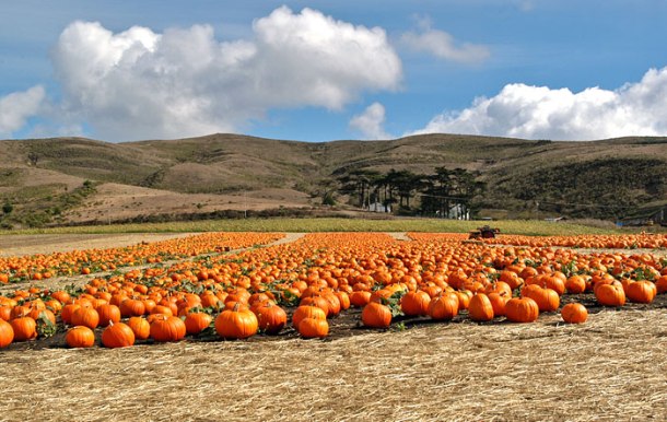 half_moon_bay_pumpkin_harvest_700